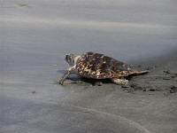 Hawksbill returning to the sea